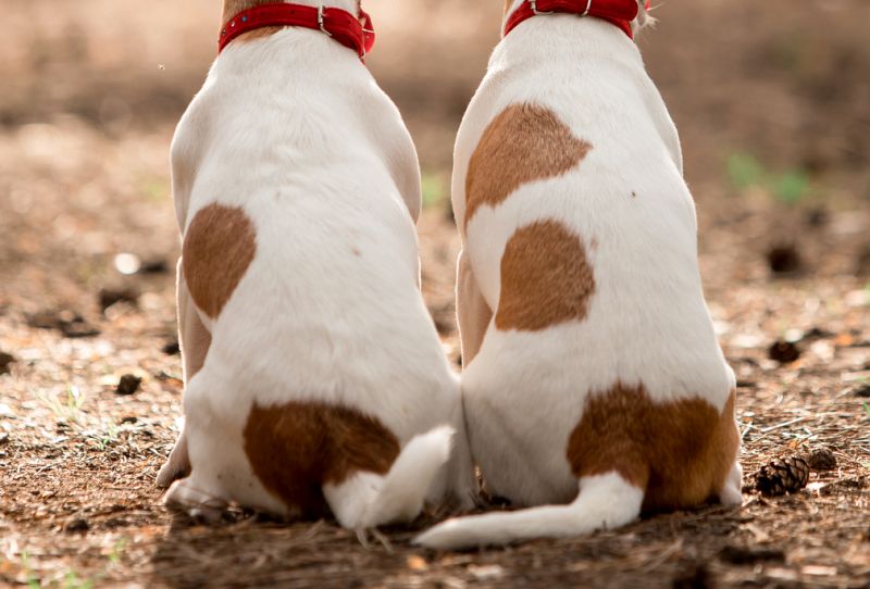 Broken Dog Tail: How to Heal Your Pup’s Busted Wagger 3 dog tails