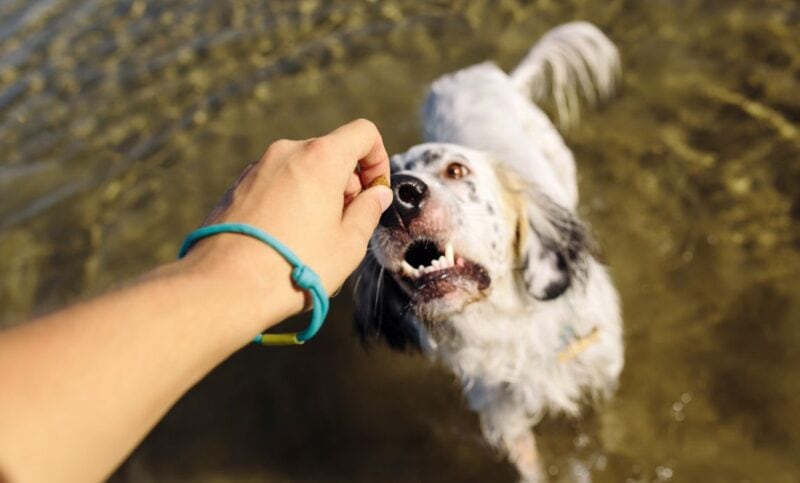 dog taking treats gently