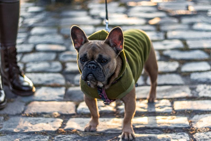 best hoodies for dogs
