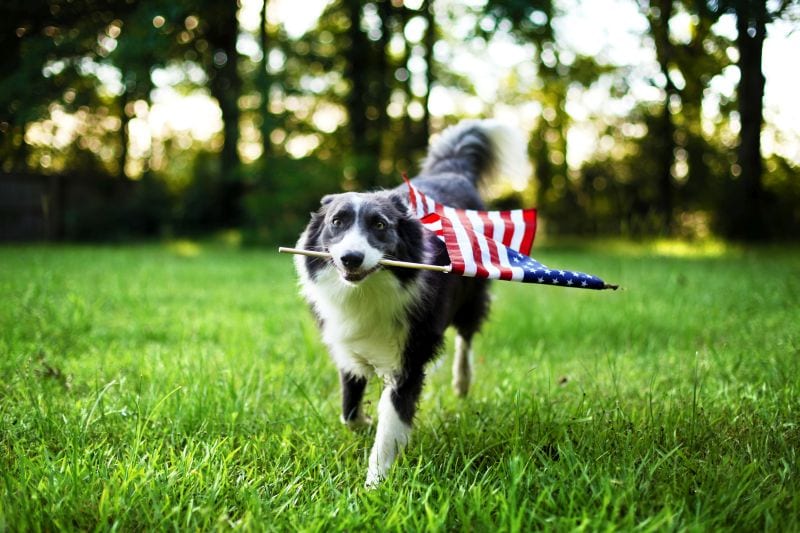 patriotic dog names