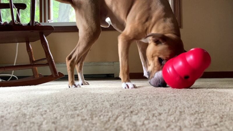 dog with kong wobbler