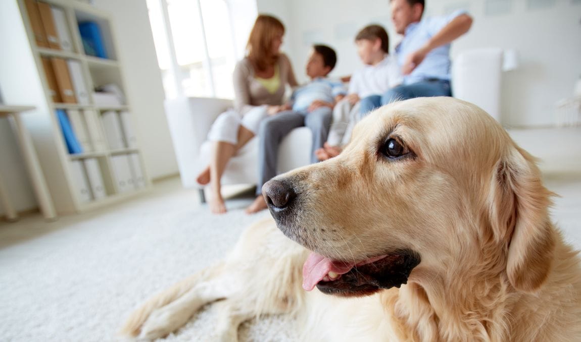 400 One Syllable Dog Names Short Sweet 