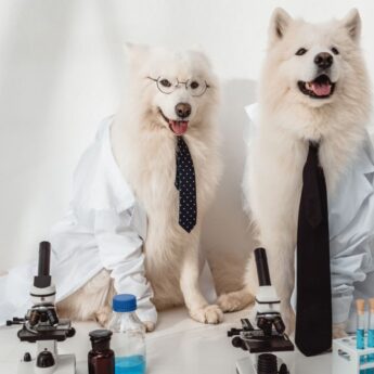Chemistry Dog Names