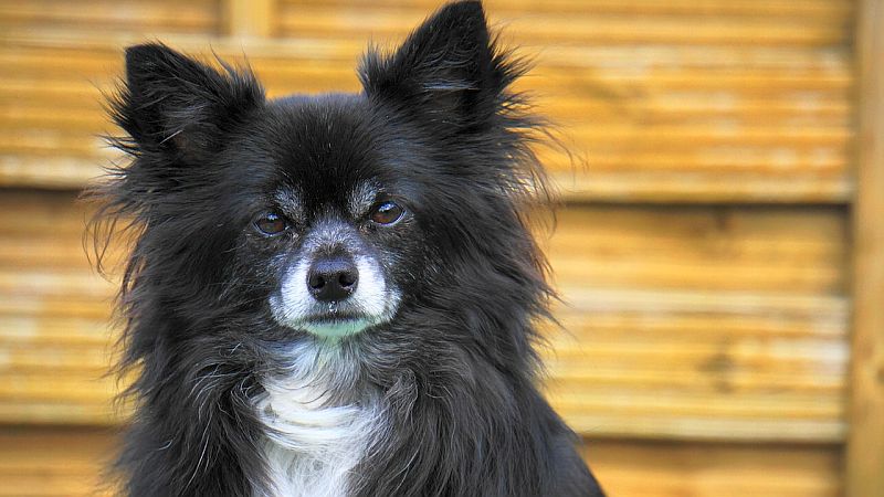7 Types of Chihuahuas: From Short-Haired to Apple-Headed! 7 Types Of Chihuahuas: From Short-Haired To Apple-Headed!