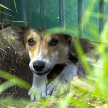 stop dog digging under fence