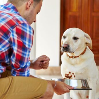 k9 of mine home dog training breed profiles product reviews