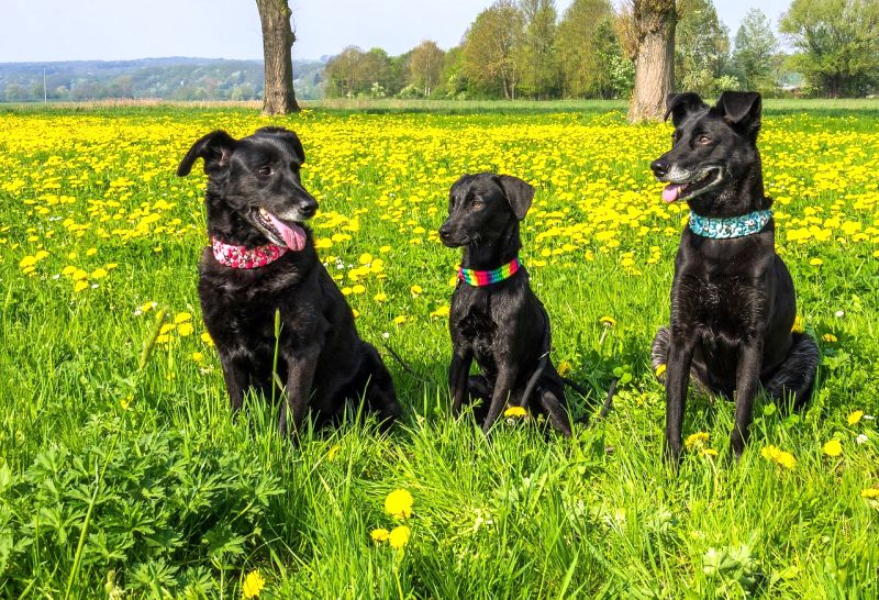 dog trio names gender neutral