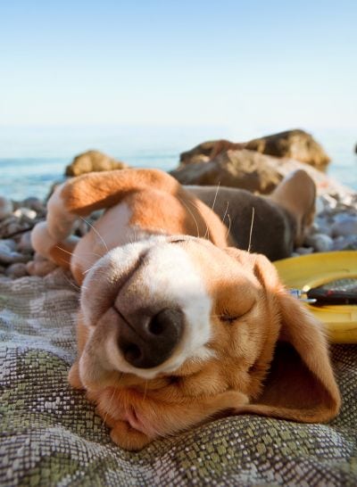 26 Calm Dog Breeds Calmest Canines 