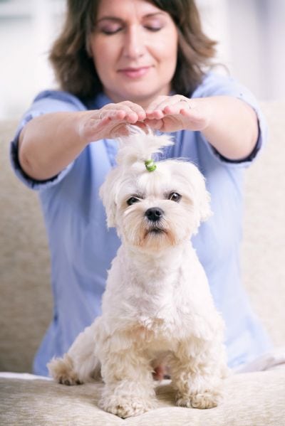 Dog Reiki: Alternative Healing for Your Hound Explained