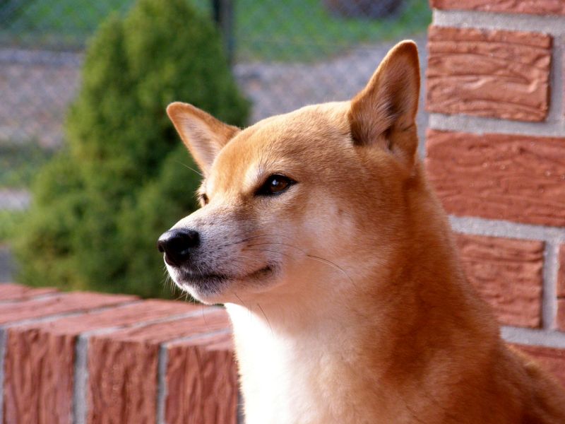 300+ Japanese Dog Names: Orient-Inspired Canine Name Ideas!