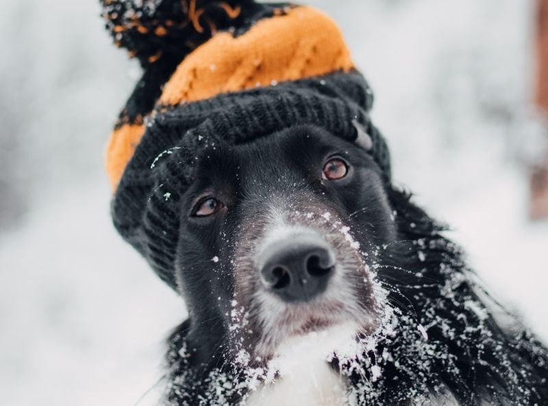 Alaskan names for dogs