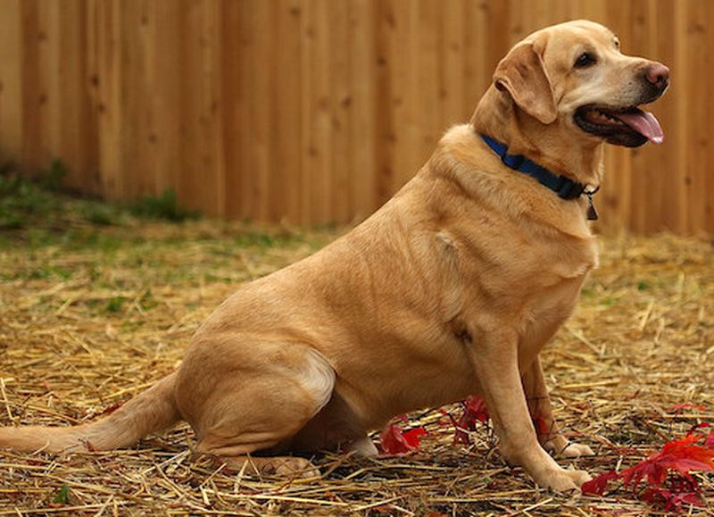 goldador dog breed