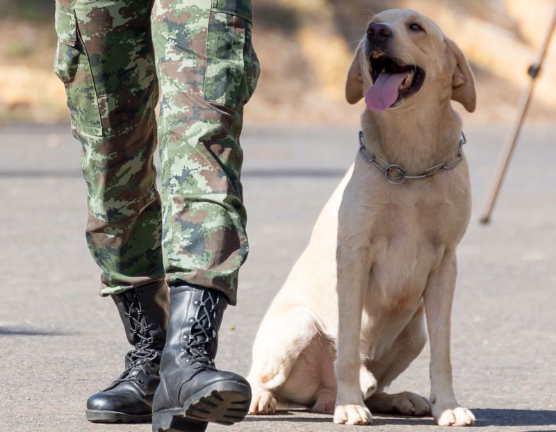 names for military dogs