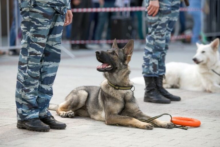 Military Dog Names 150 Name Ideas For Tough Canines 