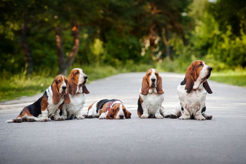 25 Basset Hound Mixed Breeds: Short and Sweet Canine Companions 1 basset hound traits