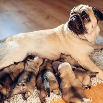 how to be a dog breeder