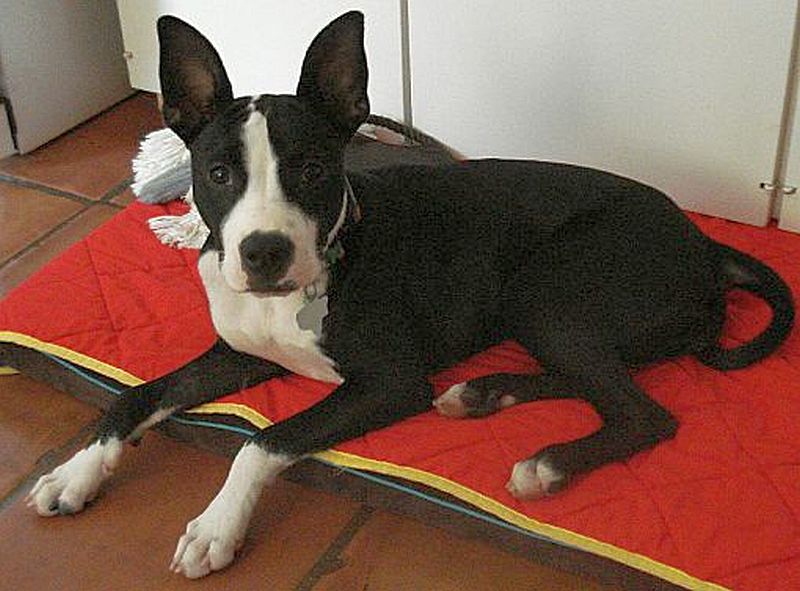 Boston Terrier Great Dane