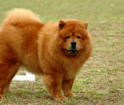 chow chow mixed breeds