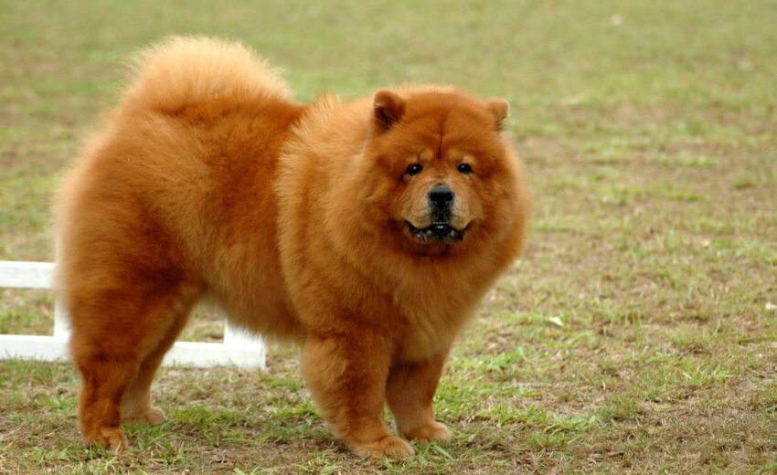 chow chow mixed breeds