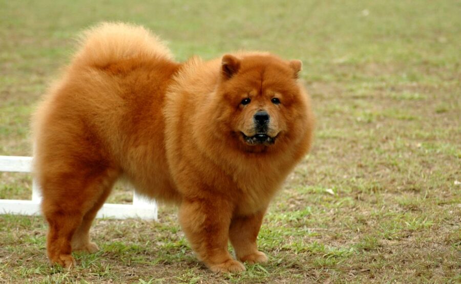 20 Chow Chow Mixed Breeds: Distinguished Doggos