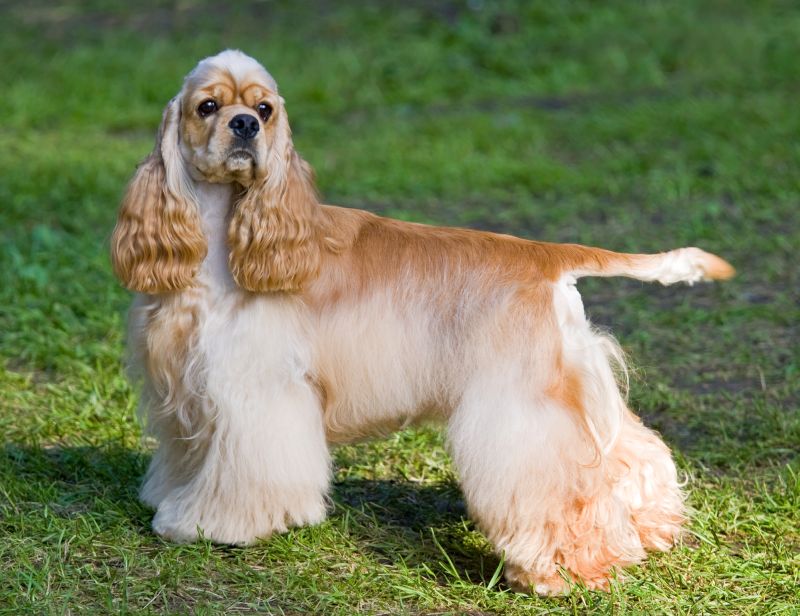 31 Cocker Spaniel Mixes: Cute Little Canine Crosses! 2 Cocker Spaniel Facts