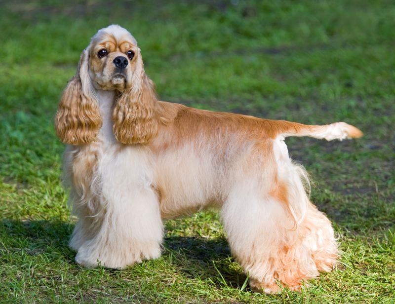 9. Long Hair Spaniel Breeders - wide 2