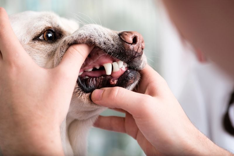 does dog need tooth cleaning