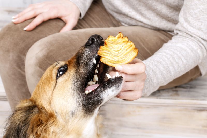 dog cookie-making tips
