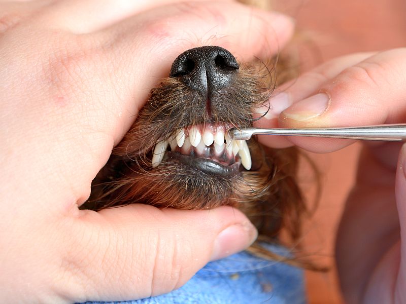 factors influencing dog tooth care cost