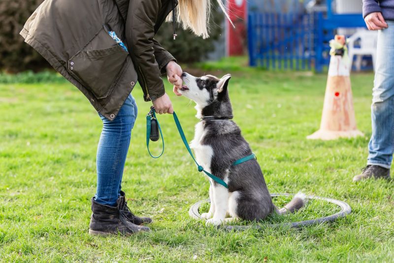 doggy dan training methods