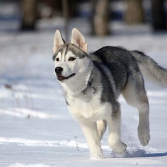 Siberian Husky Dog Names