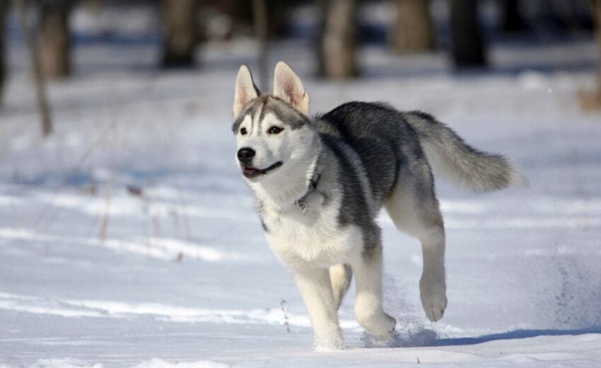 Siberian Husky Dog Names