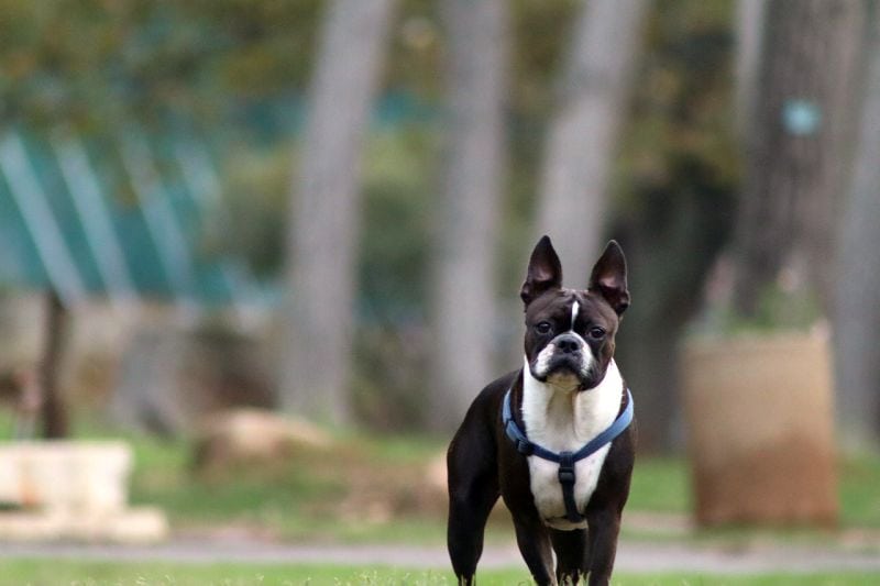 get to know Boston terrier