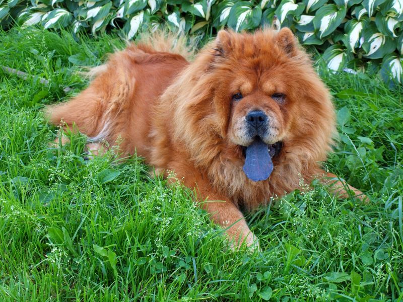mixed breed chow dogs