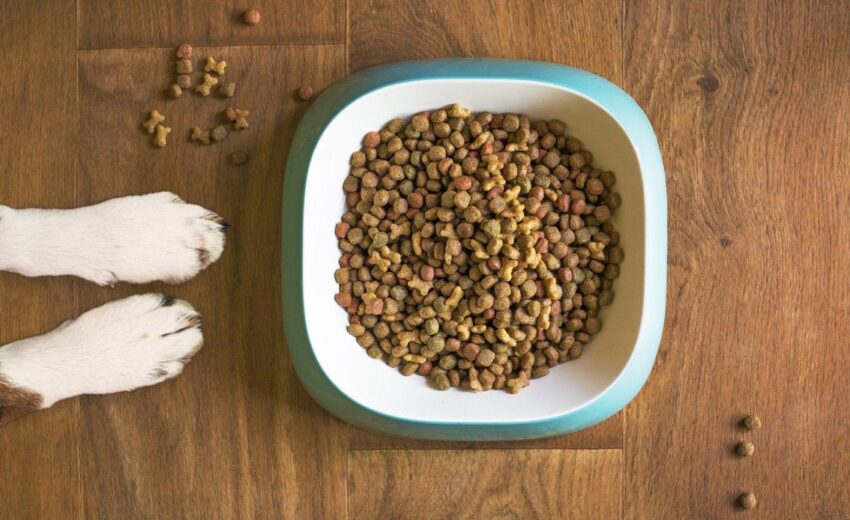single protein dog foods