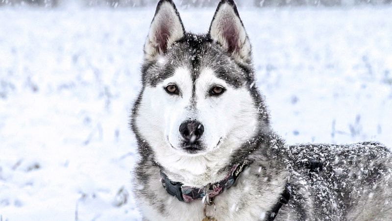 husky winter dog names