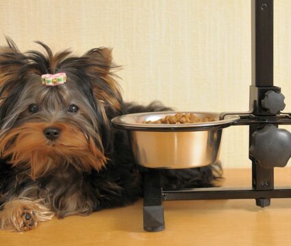 Best Dog Foods for Yorkies
