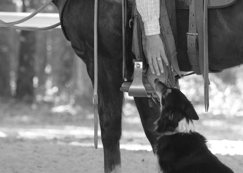 names for cowboy dogs