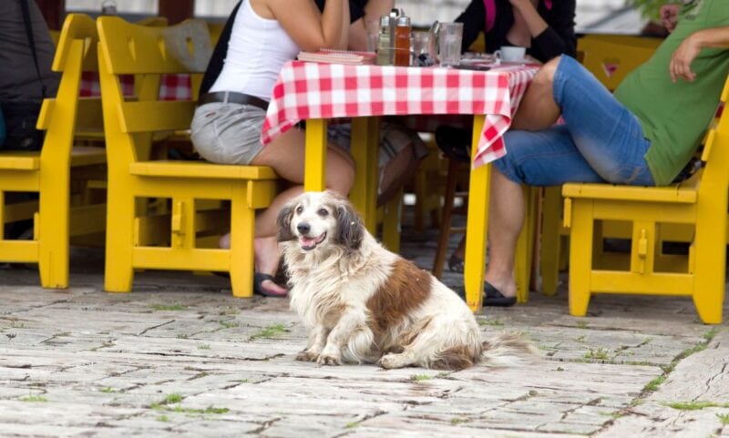 dog-friendly bars in seattle