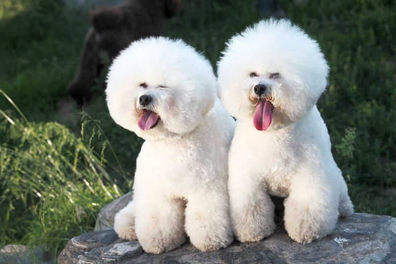 100+ Duo Dog Names: Perfect Pairs of Pups!