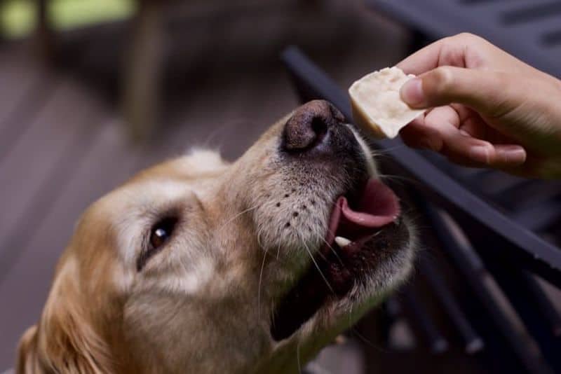 dar golosinas para perros