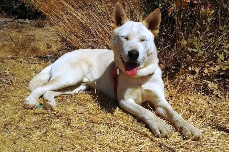 Male Jindo Dog Names