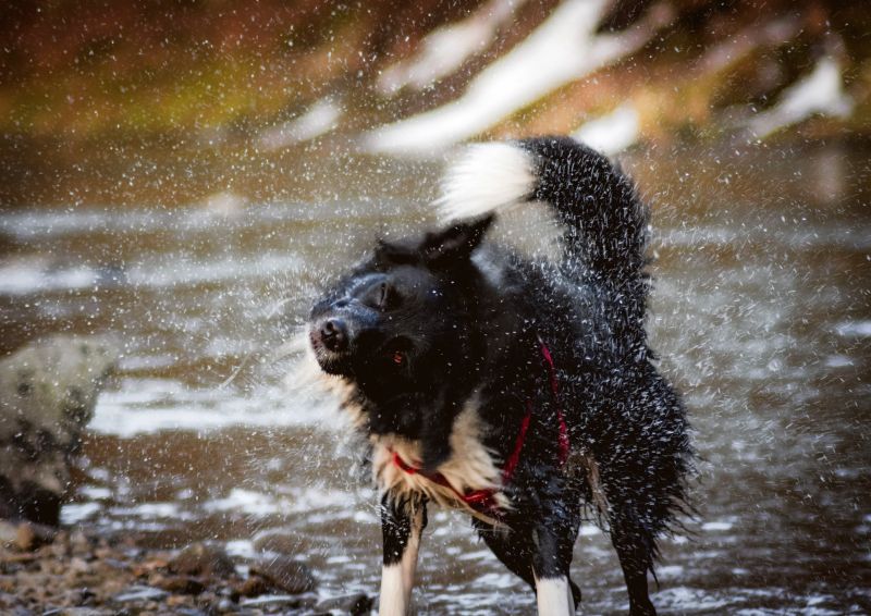 River dog names