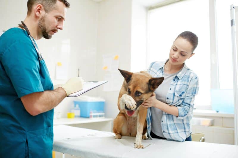 signs of anxiety in dogs at vet