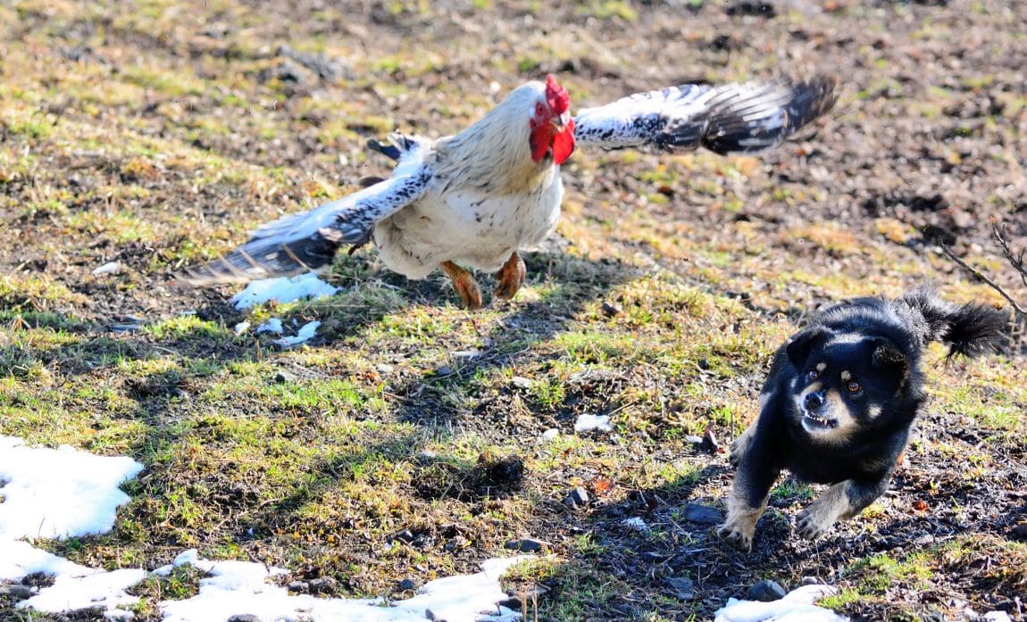 How to Break a Dog from Killing Chickens