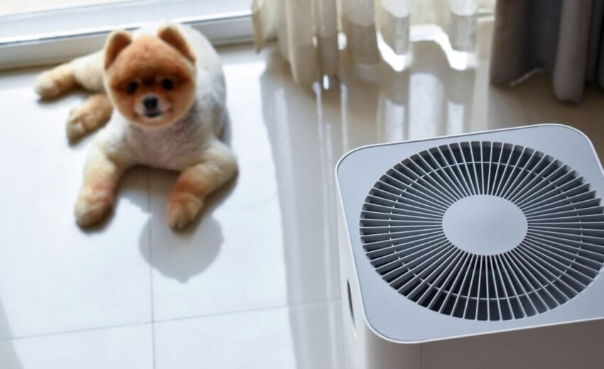 white noise machines for dogs