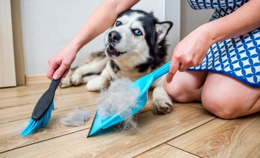 LCF Pet Hair Removal Broom Carpet Rake Stairs Telescoping Broom Rubber Broom with Squeegee Outdoor Carpet Brush for Pet Dog Hair Removal 48.82'' Bristles Rug Rake Sweeper Heavy Duty Blue 
