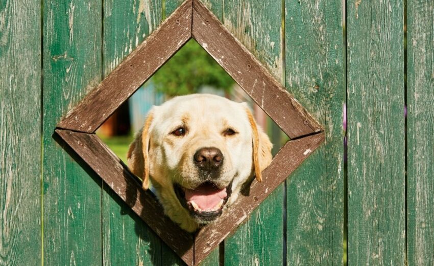 dog fence window
