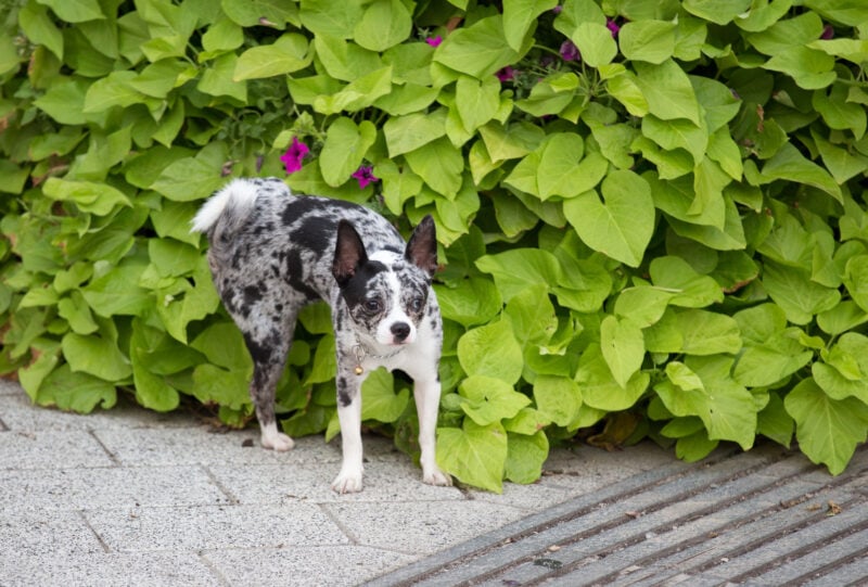ways to keep dogs off your garden