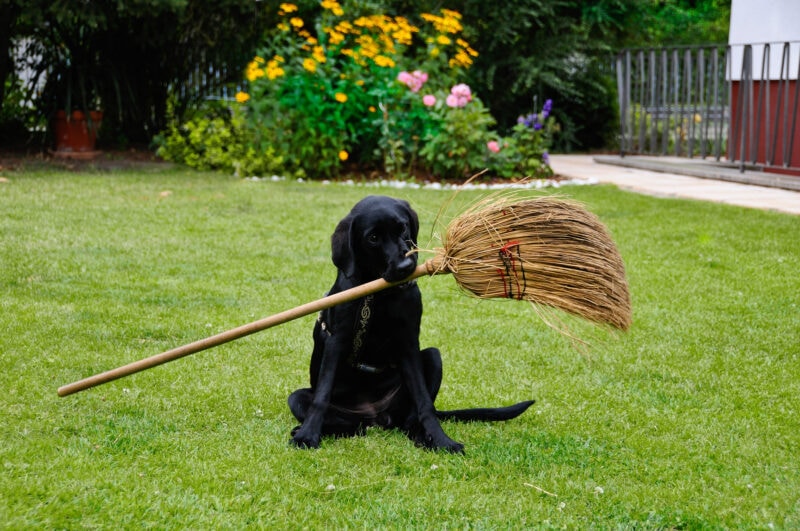 best dog hair broom